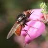 Rhingia campestris
